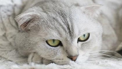 九游sports-拜仁锋线新星逆天表现，持续领跑德甲射手榜，拜仁10分领跑德甲