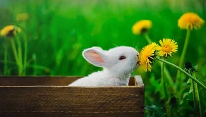 九游下载中心-比赛策略揭秘：得分高手的战术布局，球赛战术