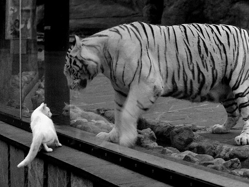 随机未来“欧洲之星”终于闪耀：新晋球员崭露头角，欧洲之星是哪三个国家