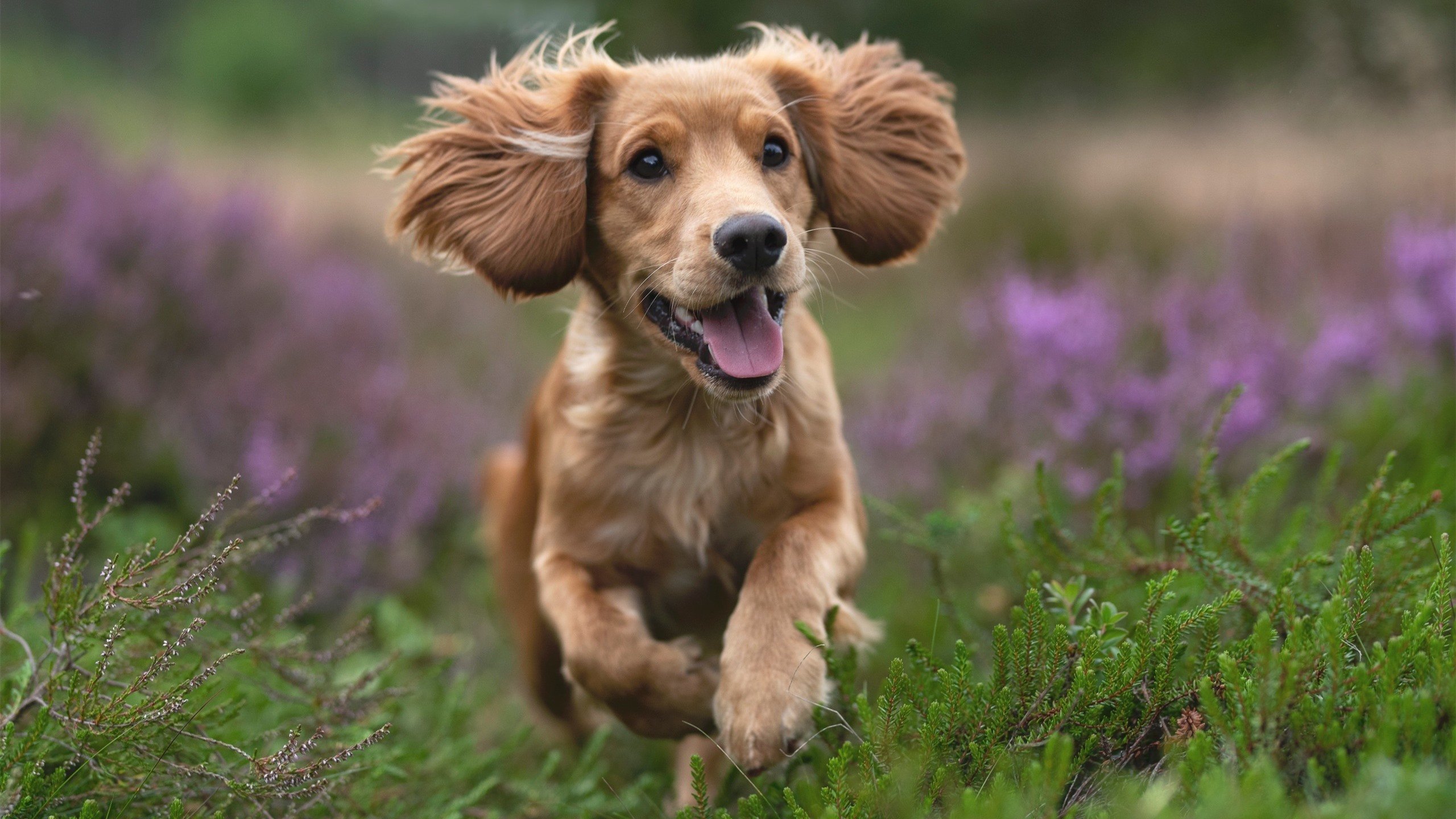 随机终极“绝杀大师”：欧冠赛场的收官英雄，终极冠军联赛