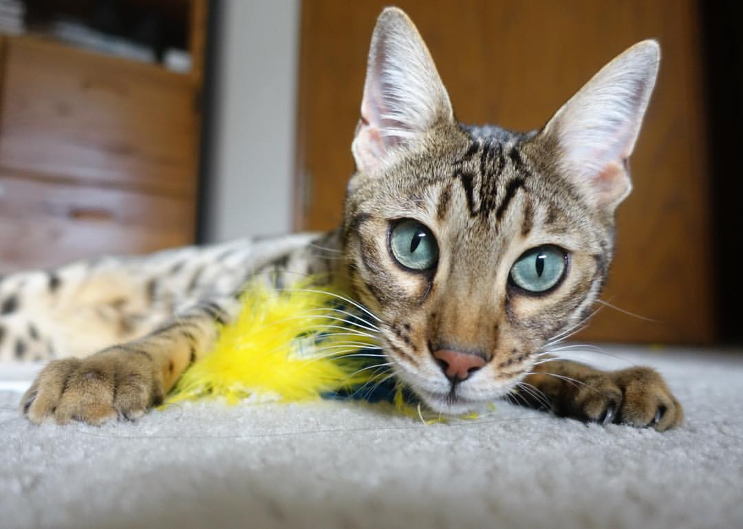 随机赛场外紧张刺激：明星篮球比赛的花絮与幕后故事，明星篮球赛是什么综艺