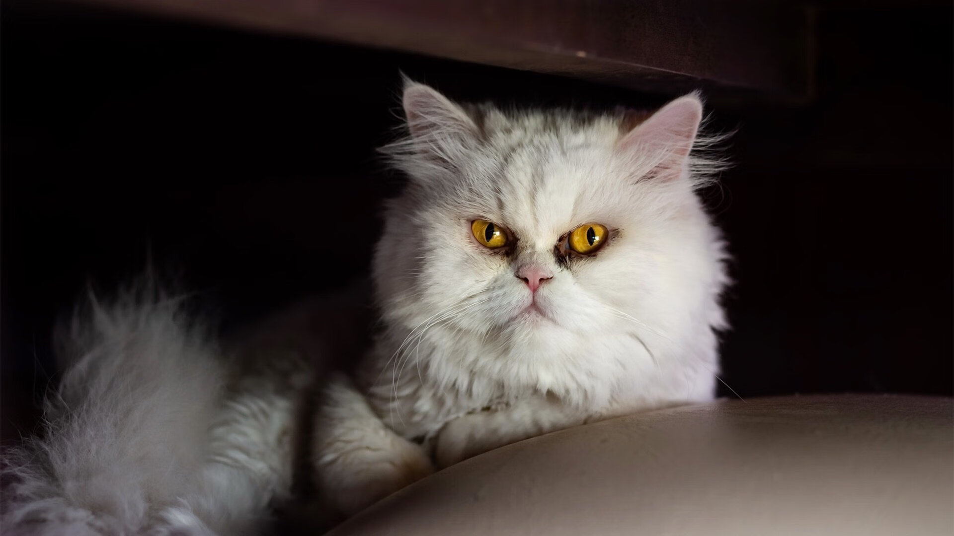 九游-公牛翻盘热火，关键一役中德罗赞三分雨不断，公牛罗德曼算巨头吗