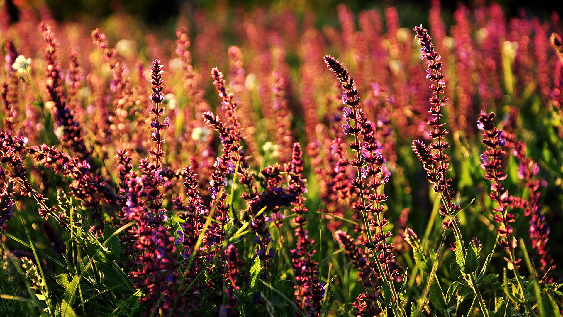 九游网页版官网-回顾游泳名将连续三届夺冠之路，游泳冠军2021