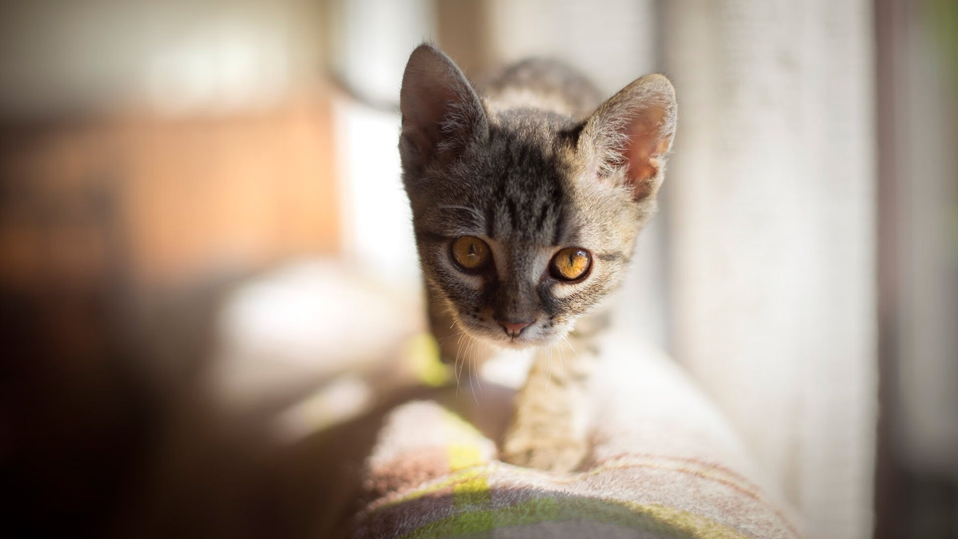 九游app下载中心-葡萄牙体育新赛季训练营开营，葡萄牙队训练