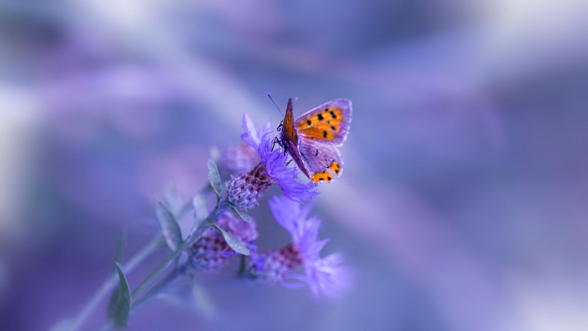 九游网页版官网入口-贾巴尔：篮球运动无界，关注女性篮球联赛，篮球巨星贾巴尔