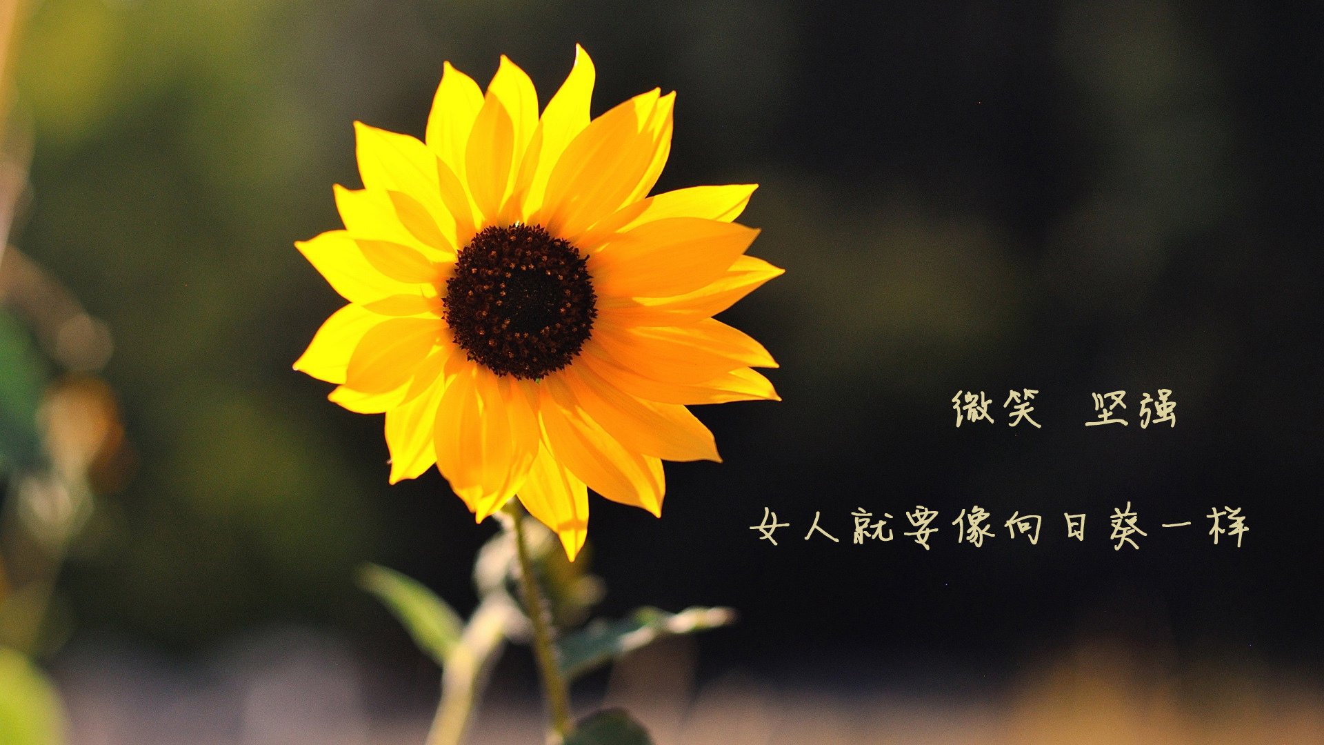 九游网页版官网入口-贾巴尔:篮球运动无界,关注女性篮球联赛,篮球巨星贾巴尔