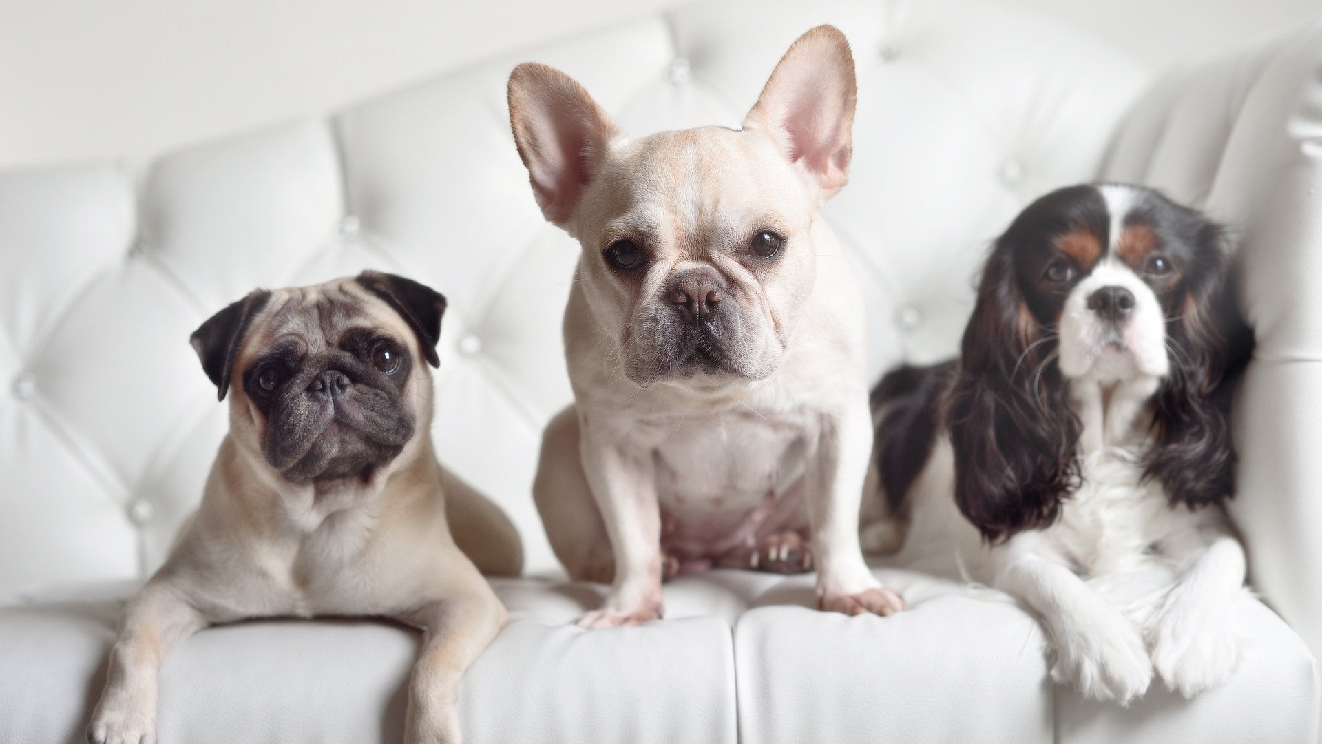 九游(jiuyou)官方网站-里昂冲击联赛前列，里昂队主场