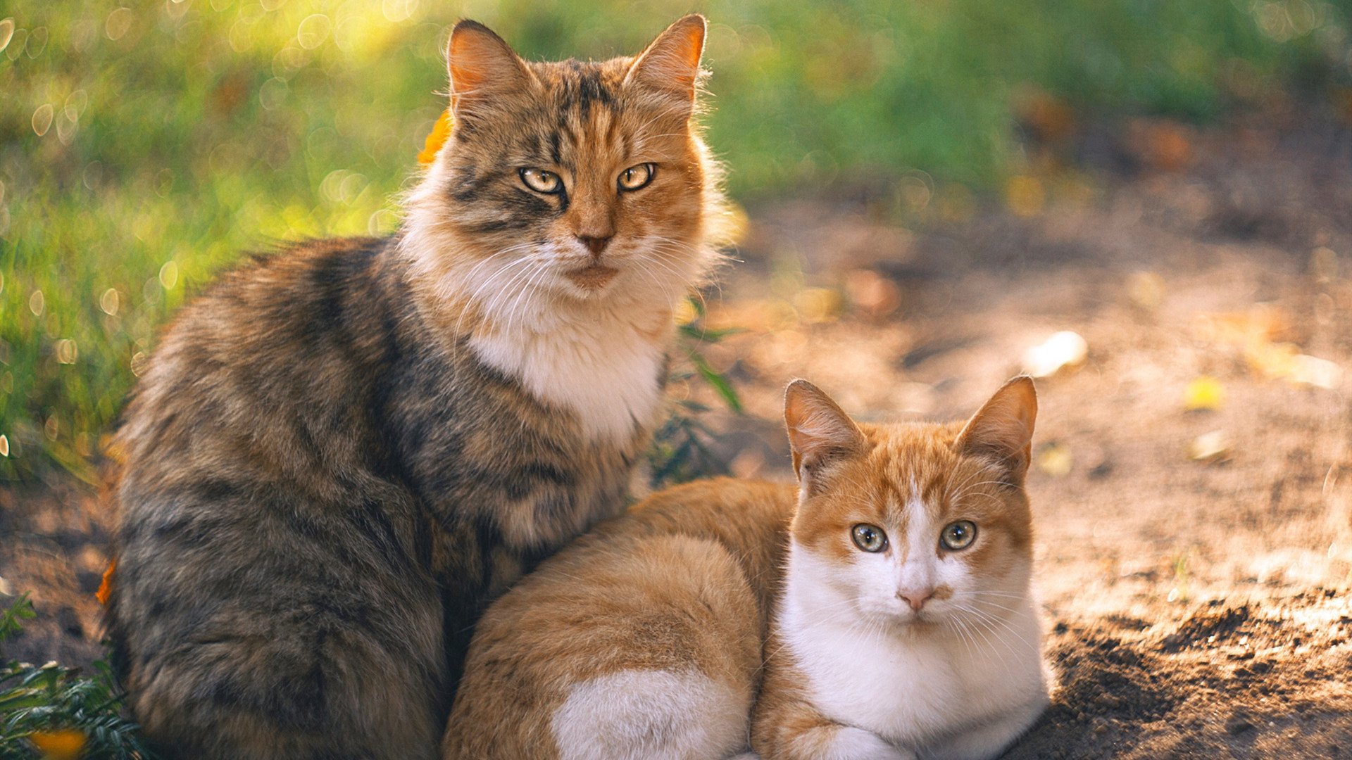 九游网游官网-中国篮球教练员战术执行力提升途径，中国篮球教练员战术执行力提升途径有哪些