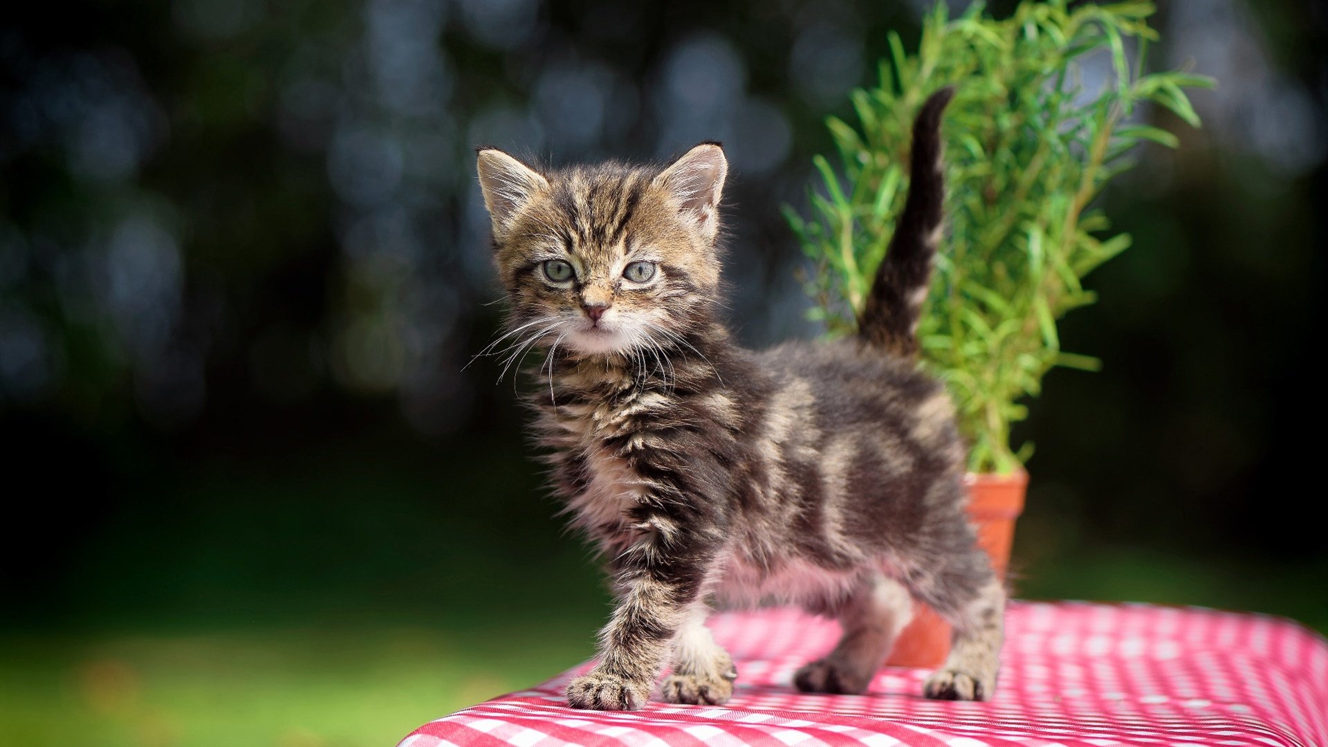 九游app下载中心-CBA联赛关注球员健康 制定科学训练计划，cba篮球知识