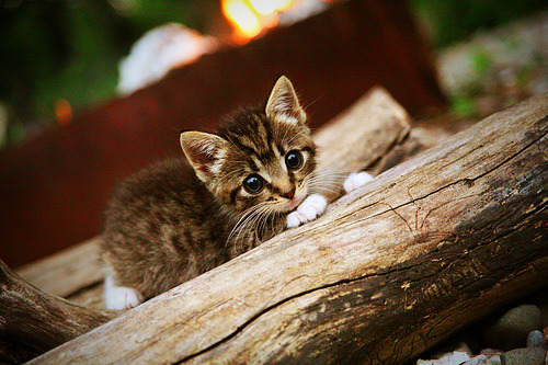 Jiuyou-节奏选择是否应以得分爆发时间点为中心，节奏型的出现一定要遵循